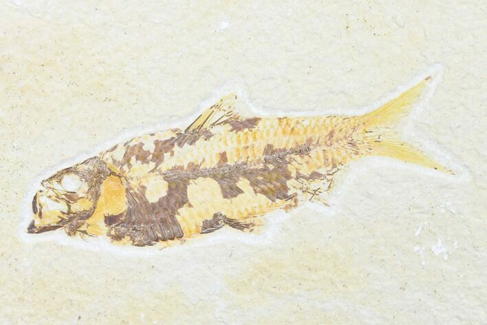 Detailed Fossil Fish (Knightia) - Wyoming #176390